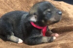 2.-Fem-Cinza.jpeg 2.-Fem-Cinza.jpeg