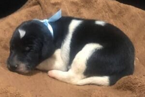 3.-Masc-Preto-e-Branco.jpeg 3.-Masc-Preto-e-Branco.jpeg