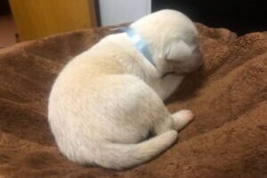 6.-Masc-Albino.jpeg 6.-Masc-Albino.jpeg